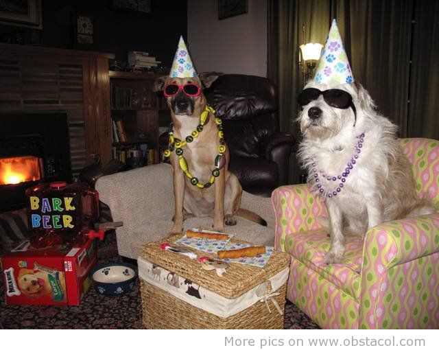 Funny animal happy new year pictures 2012 | LaTeSt TeChNoLoGy NeWs