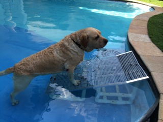 cães salvando em piscinas