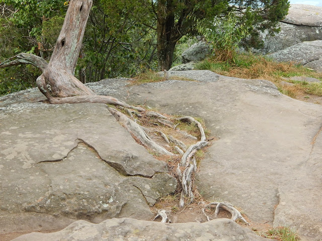 Tree roots grow along the top of the rock at the #ShawneeNationalForest #GardenoftheGods