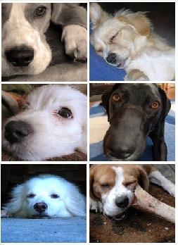 Funny wallpapers|HD wallpapers: funny dog clips