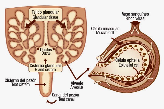 Obstruccion De Glandula Mamaria