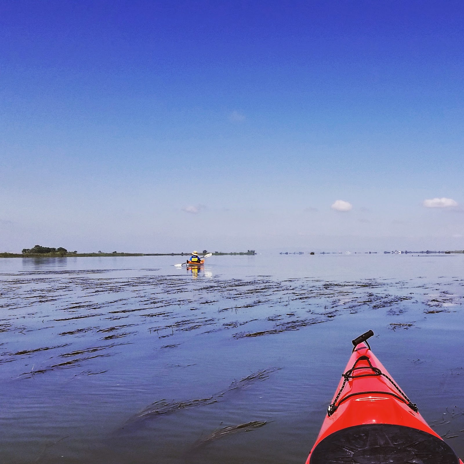 Kayaking the California Delta Antioch to Sherman Island Waterfowl