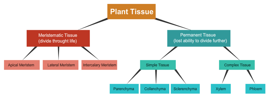 Plant tissues. Plant Tissue Types. Tissue classification. Permanent Tissue. Tissues what.