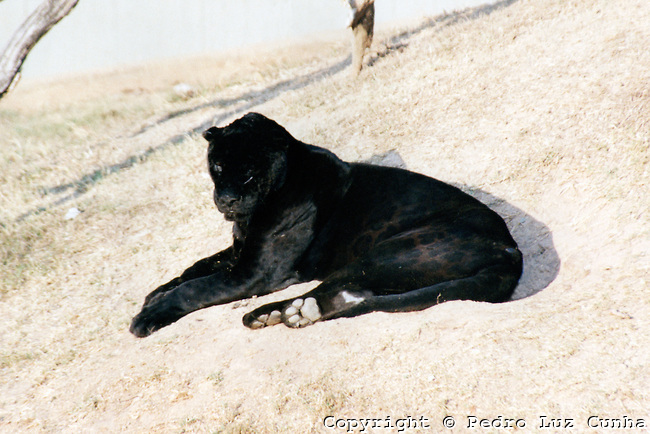 Amazing Animals Pictures: The Ebony Feline: The Black Panther (Panthera