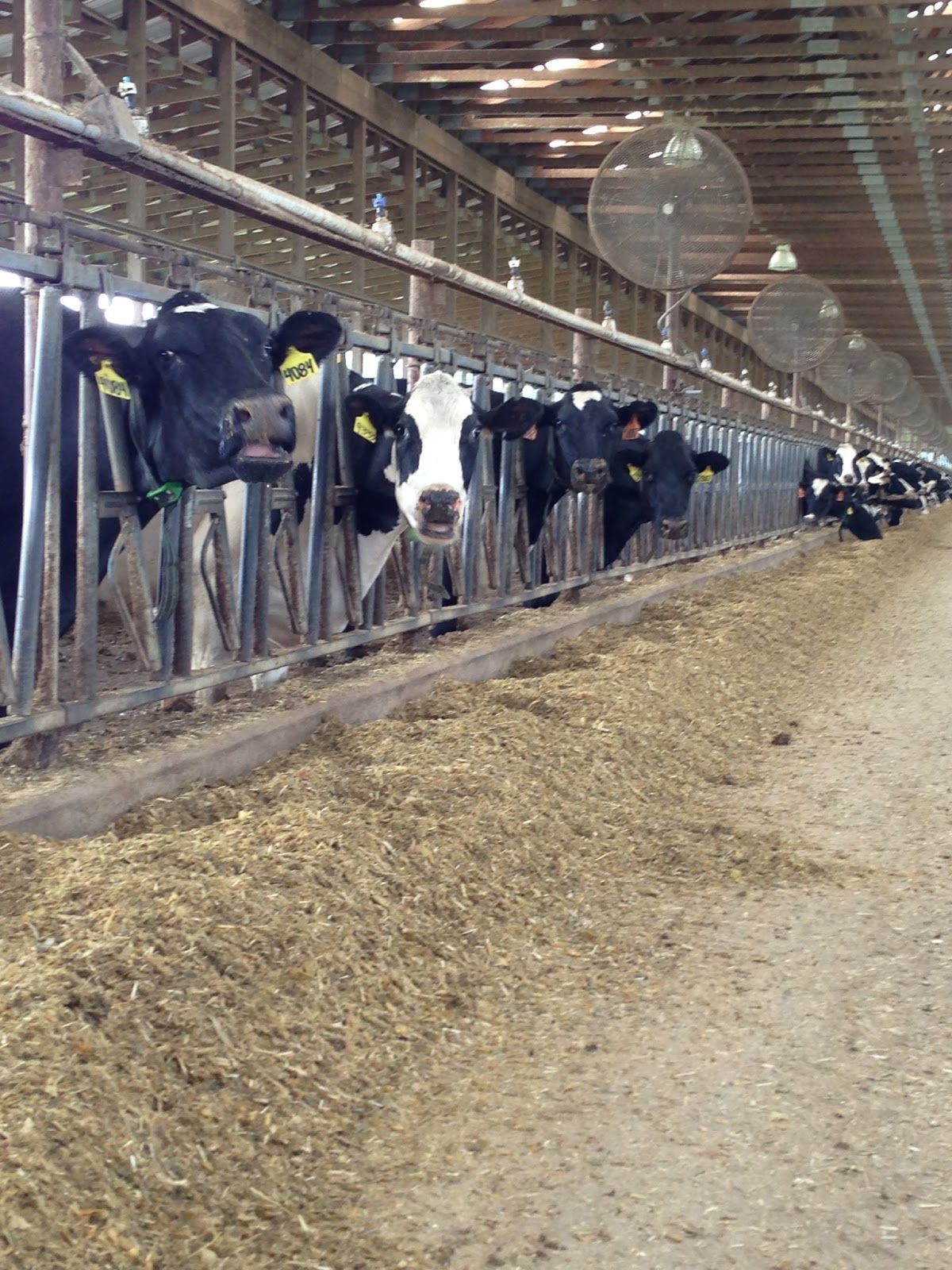 Dirt Road Charm: Secrets Revealed on a Factory Dairy Farm!