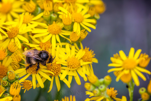 A bumblebee crawls over bright yellow flowers in this close up image