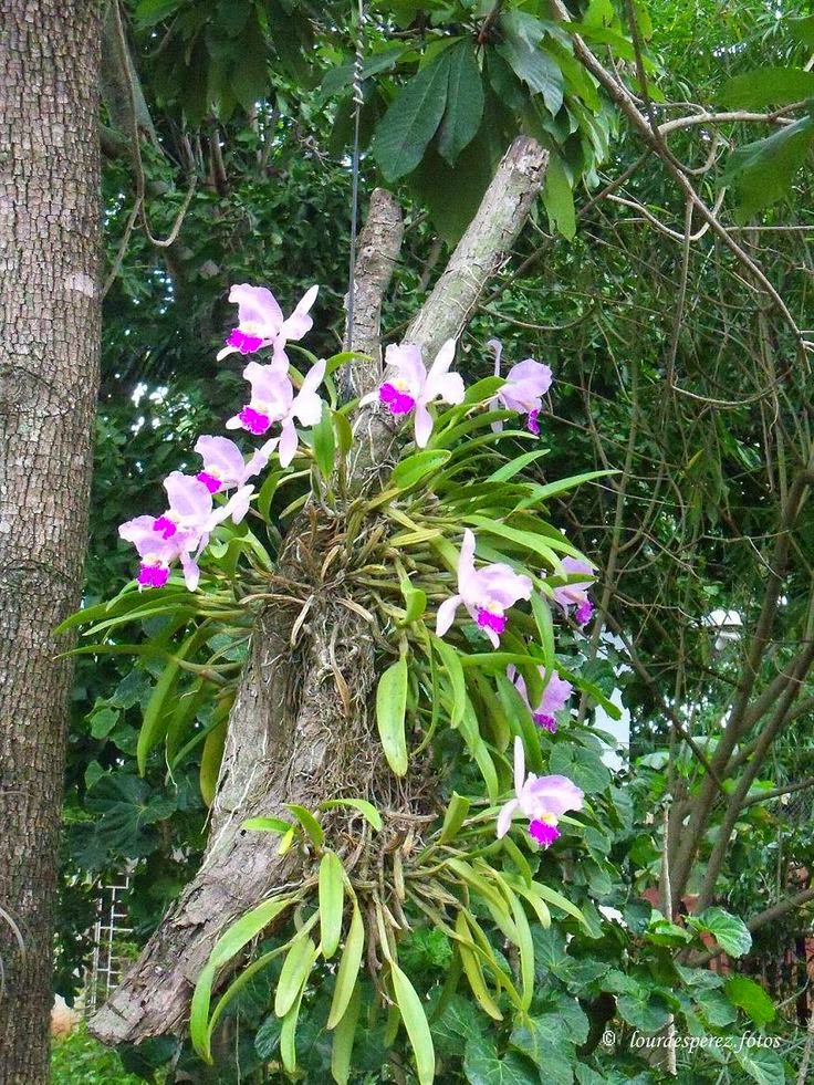 Un jardín en Cuba lleno de orquídeas - Guia de jardin