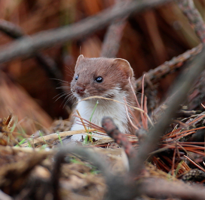 Steve Hinton Wildlife Photography: Stoat or Weasel from the hide.
