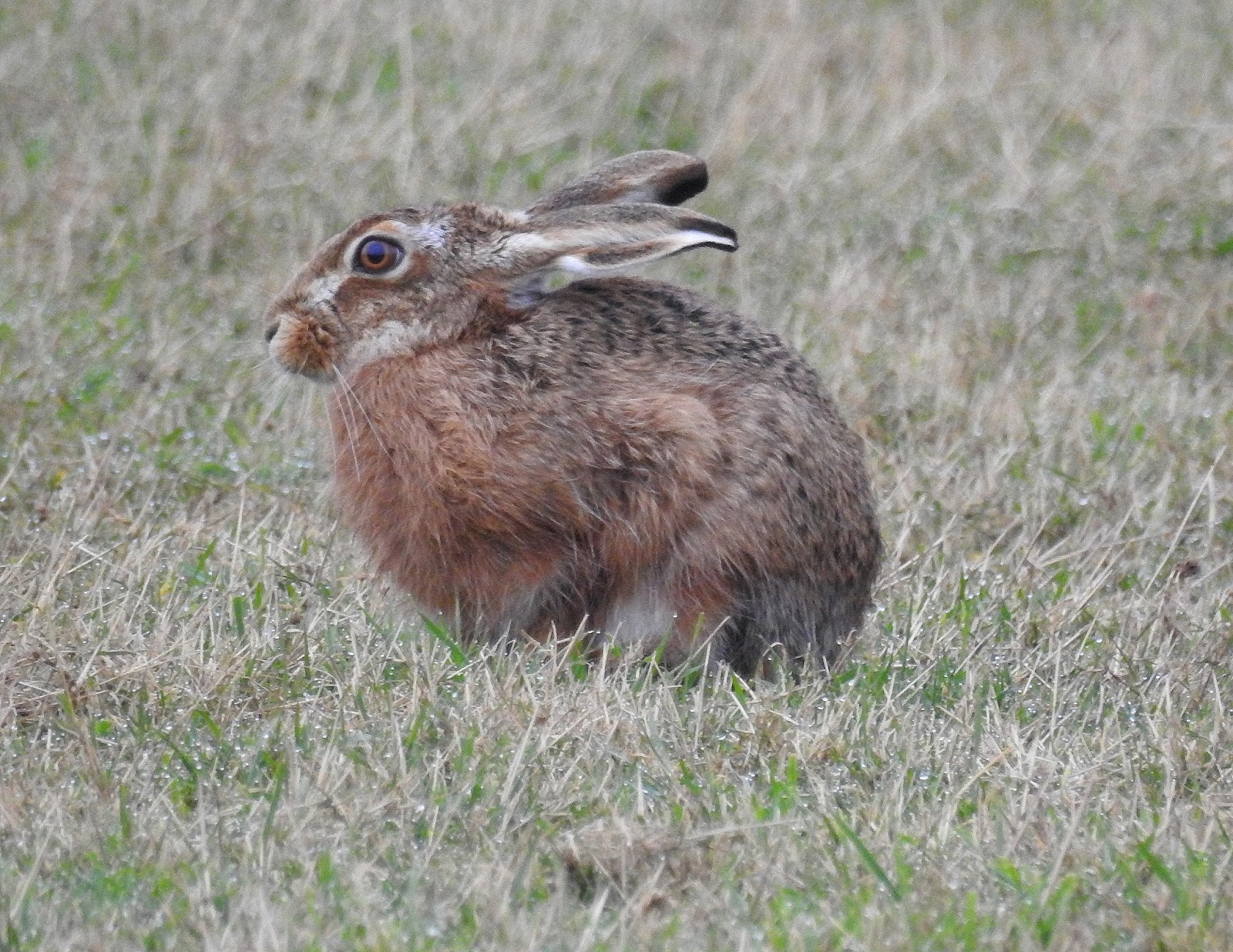 About a Brook "What's that Skinny Rabbit with Black Ears?"