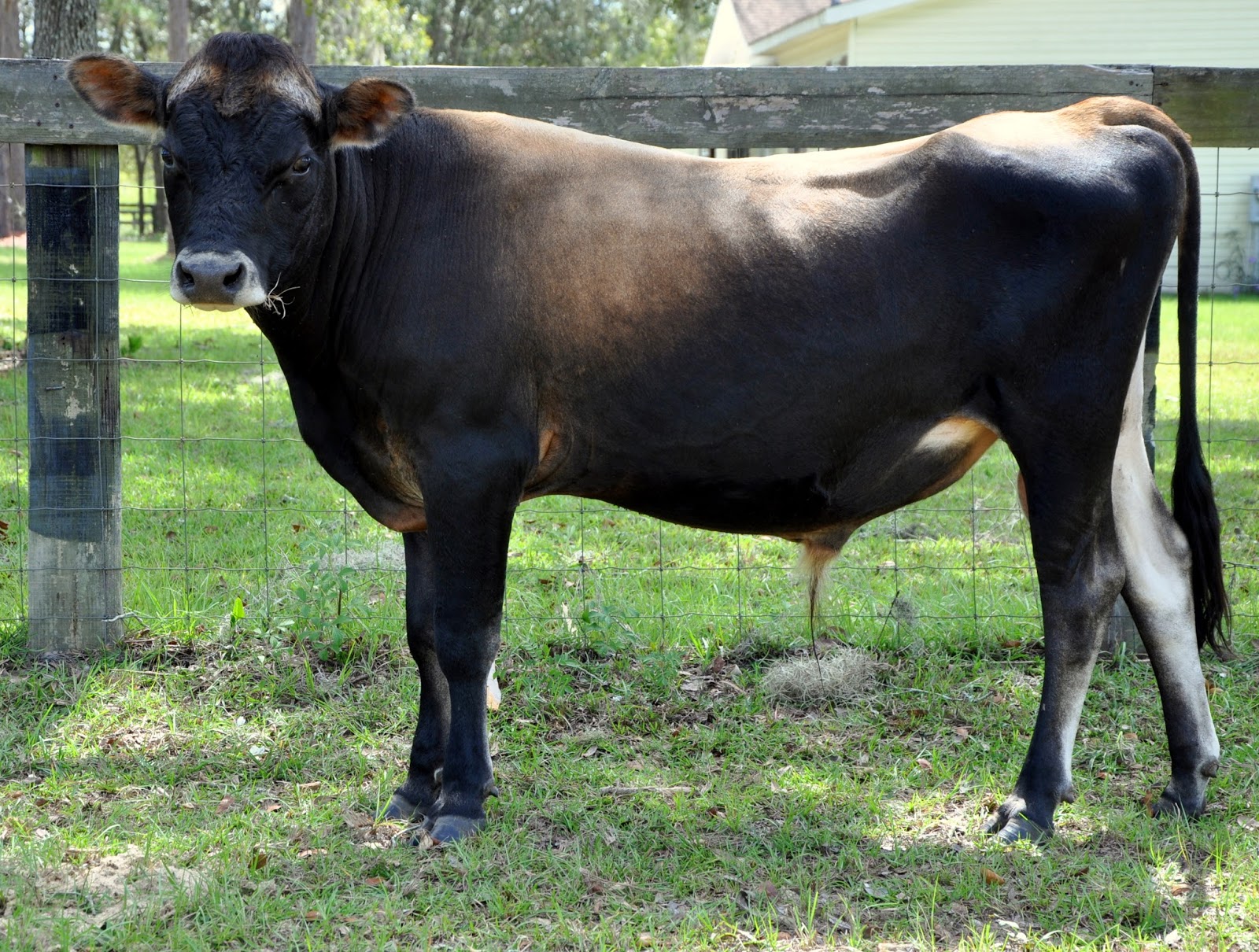 FOR STUD A2/A2 Jersey Dairy Bull