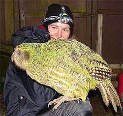 kakapo parrot naija report flightless kākāpō ancient meaning famous night