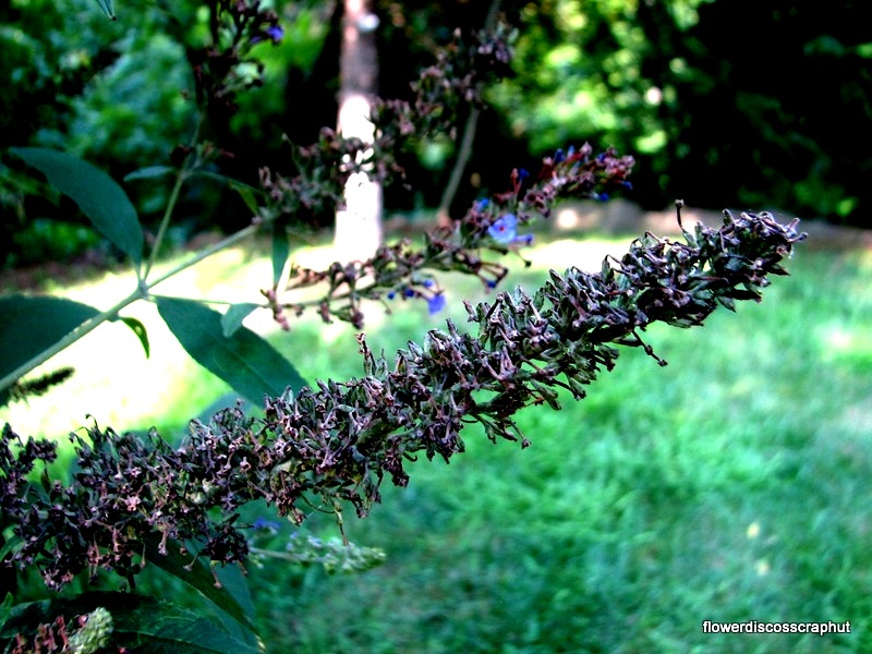 chayoooo MY BUTTERFLY BUSH
