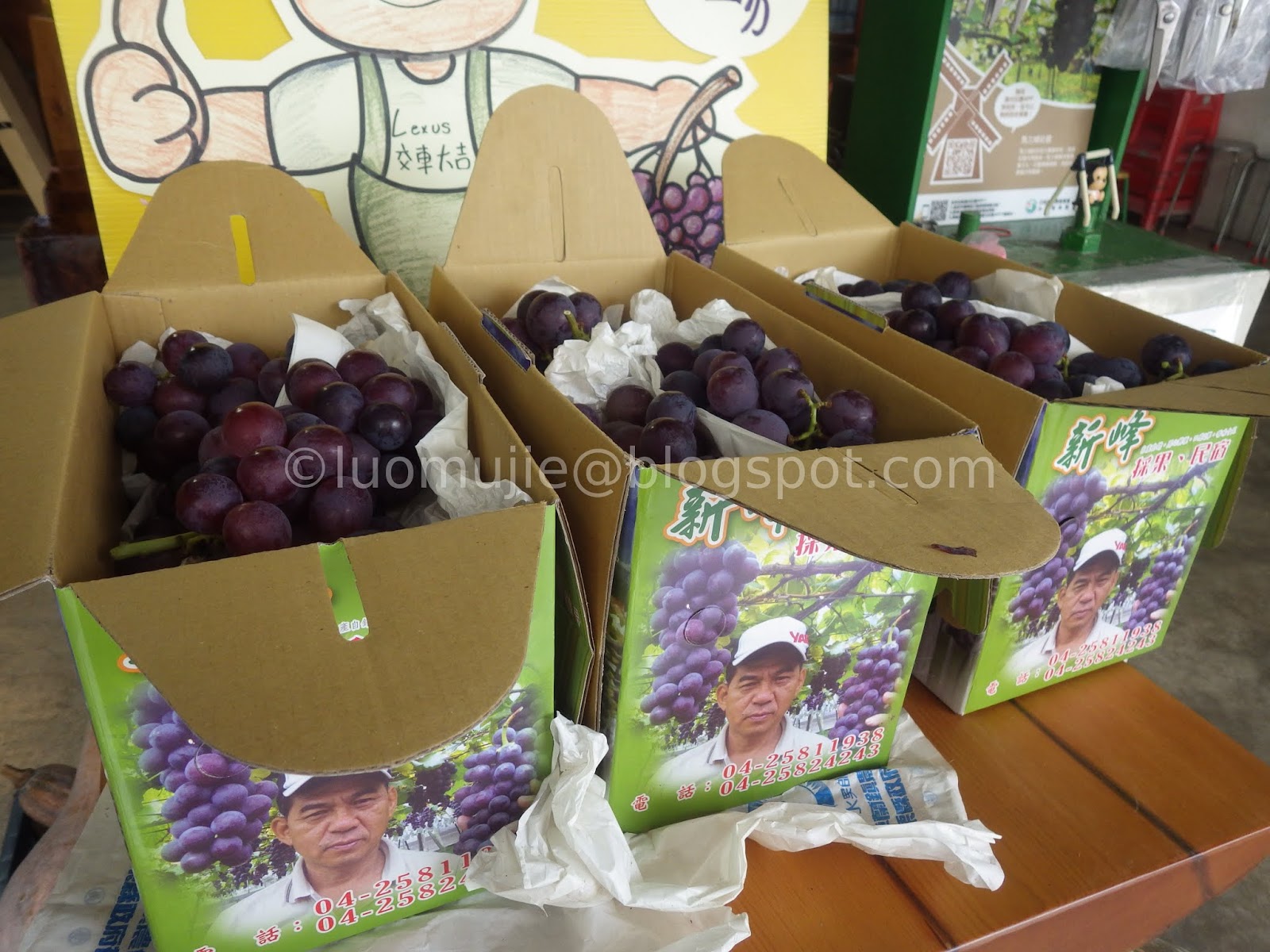 grape picking in Taichung Xinfeng Farm (新峰農場) [Heard it through the