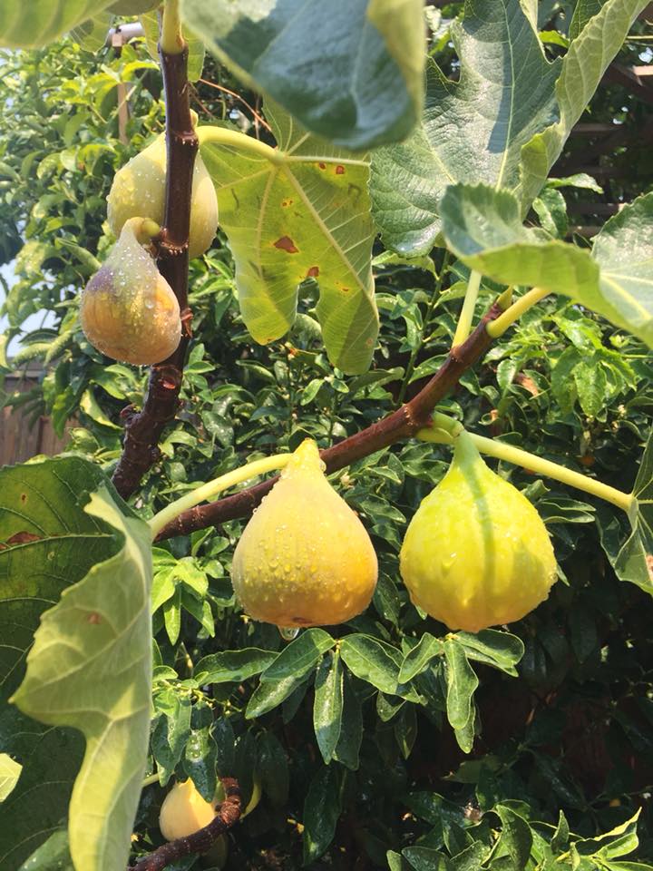 Seattle Garden & Fruit Adventures Golden Riverside Grown in California