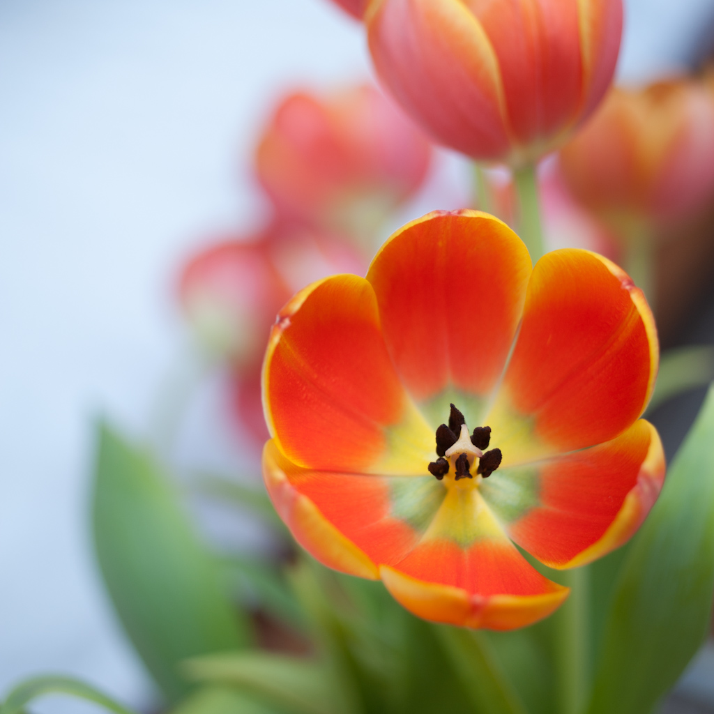 Lightroom Presets & Tutorials and Printable Calendars Lightroom Flower