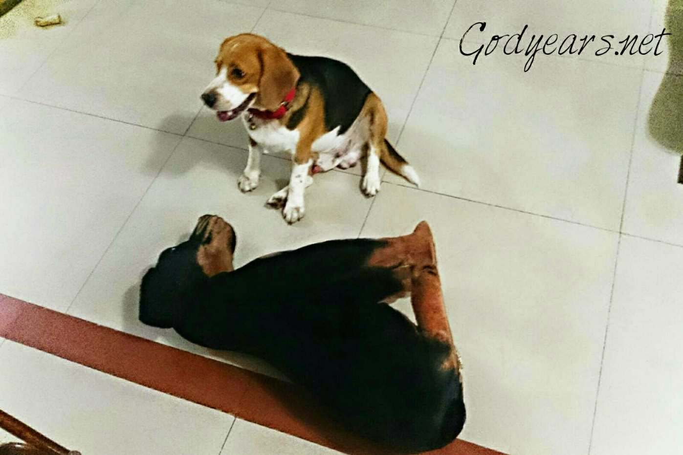 dog Godyears beagle Snoopy