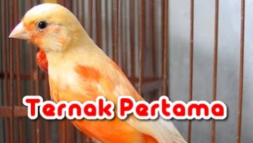 Download Suara Burung Kenari Gacor Durasi Panjang Mp3