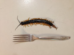 centipede mozambique tales