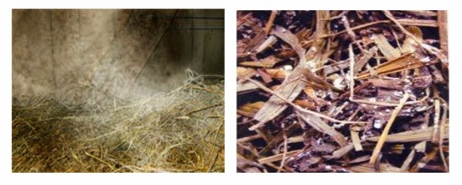 ENSILAGE | Elisabeths Blogg
