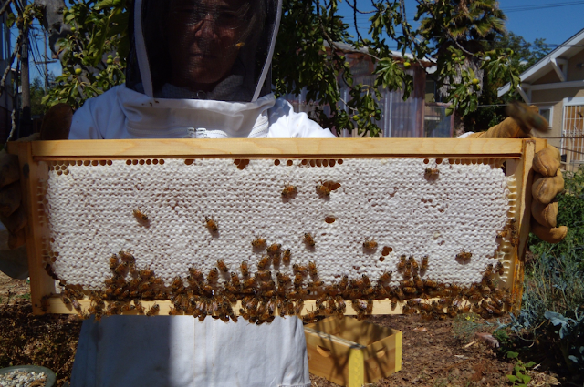 Υπάρχουν σκευάσματα τροφοδοσίας που δεν ανιχνεύονται στο μέλι;