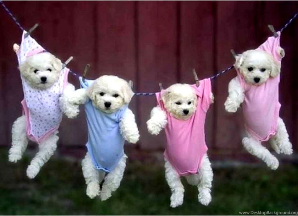 wallpapers Images Wallpaper Background Cute Puppies pink wallpaper cute puppies