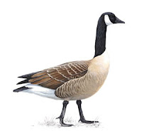 goose bird