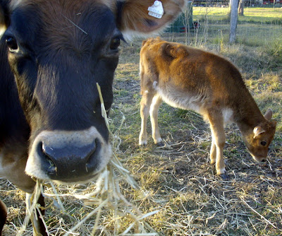 eight acres: thoughts on raw milk