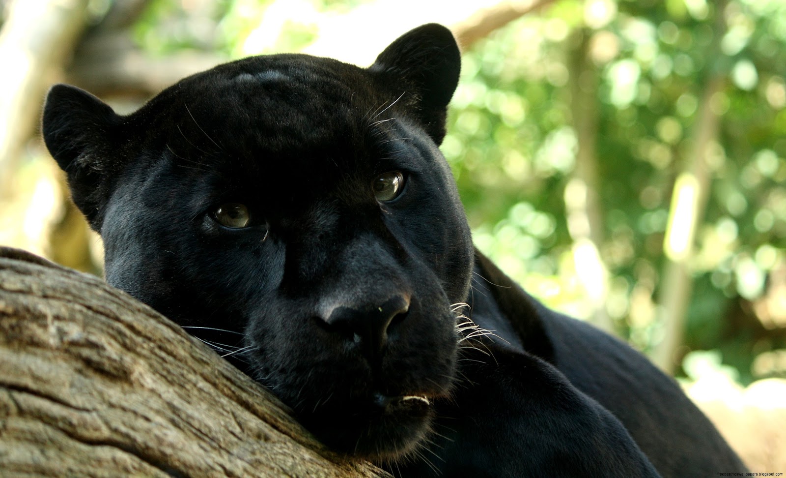 Black Panther Cat