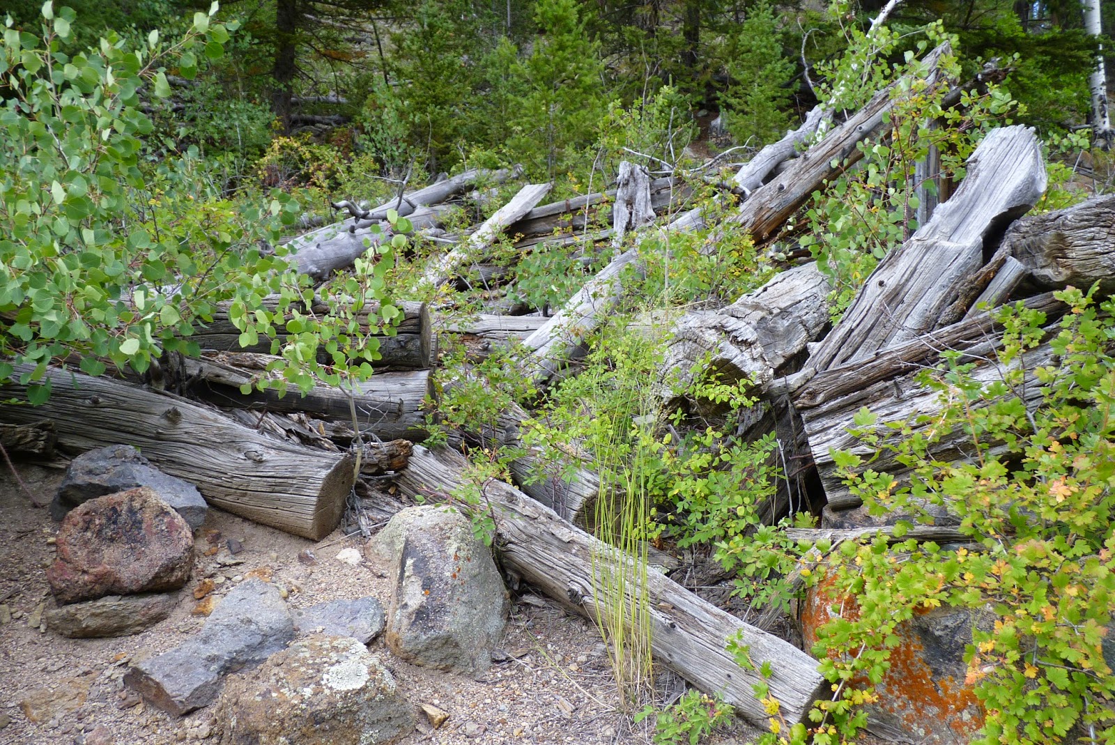 Colorado Reflections Cabin on Alder Creek