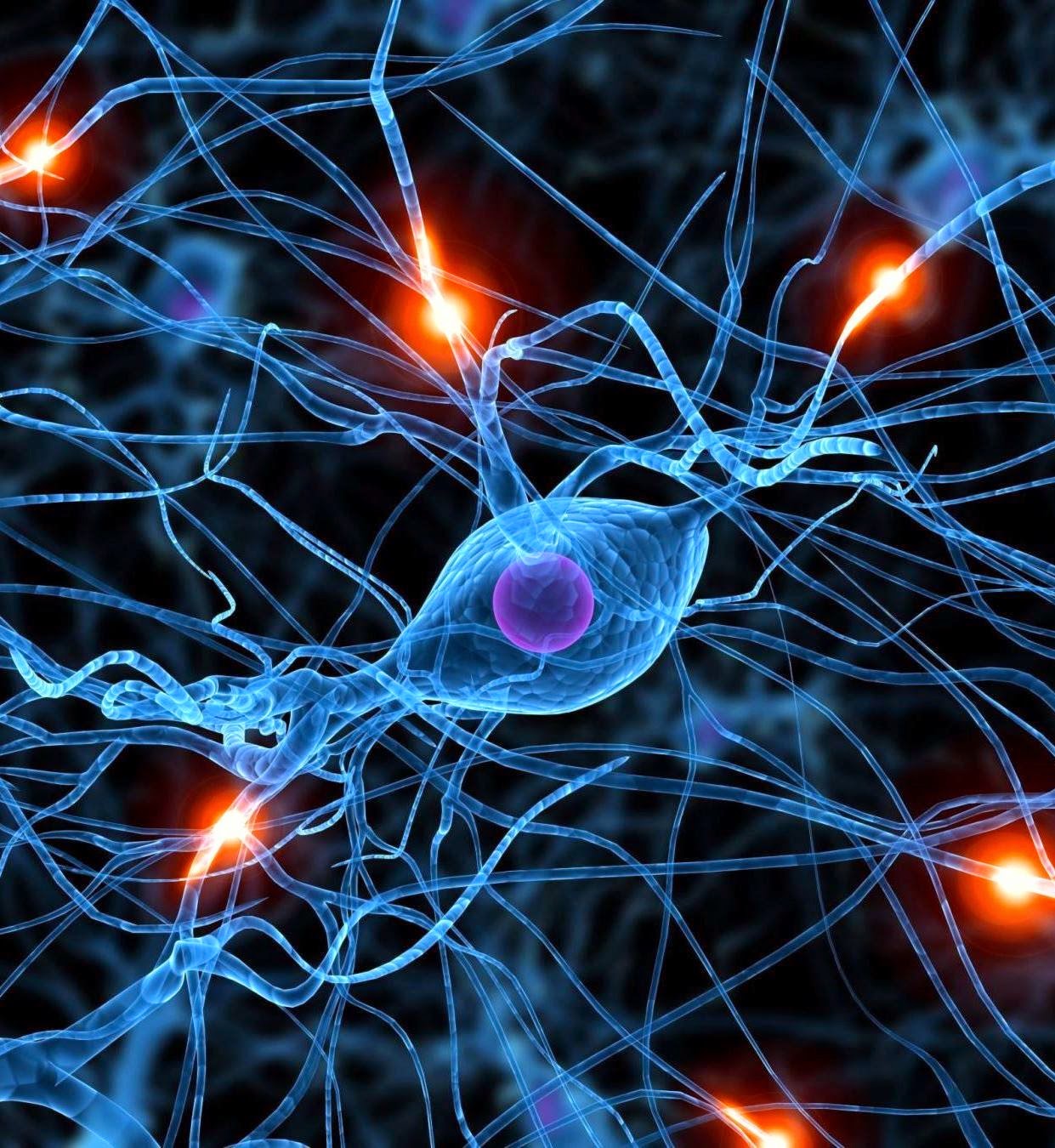 TEJIDO NERVIOSO La Neurona TEJIDO NERVIOSO La Neurona
