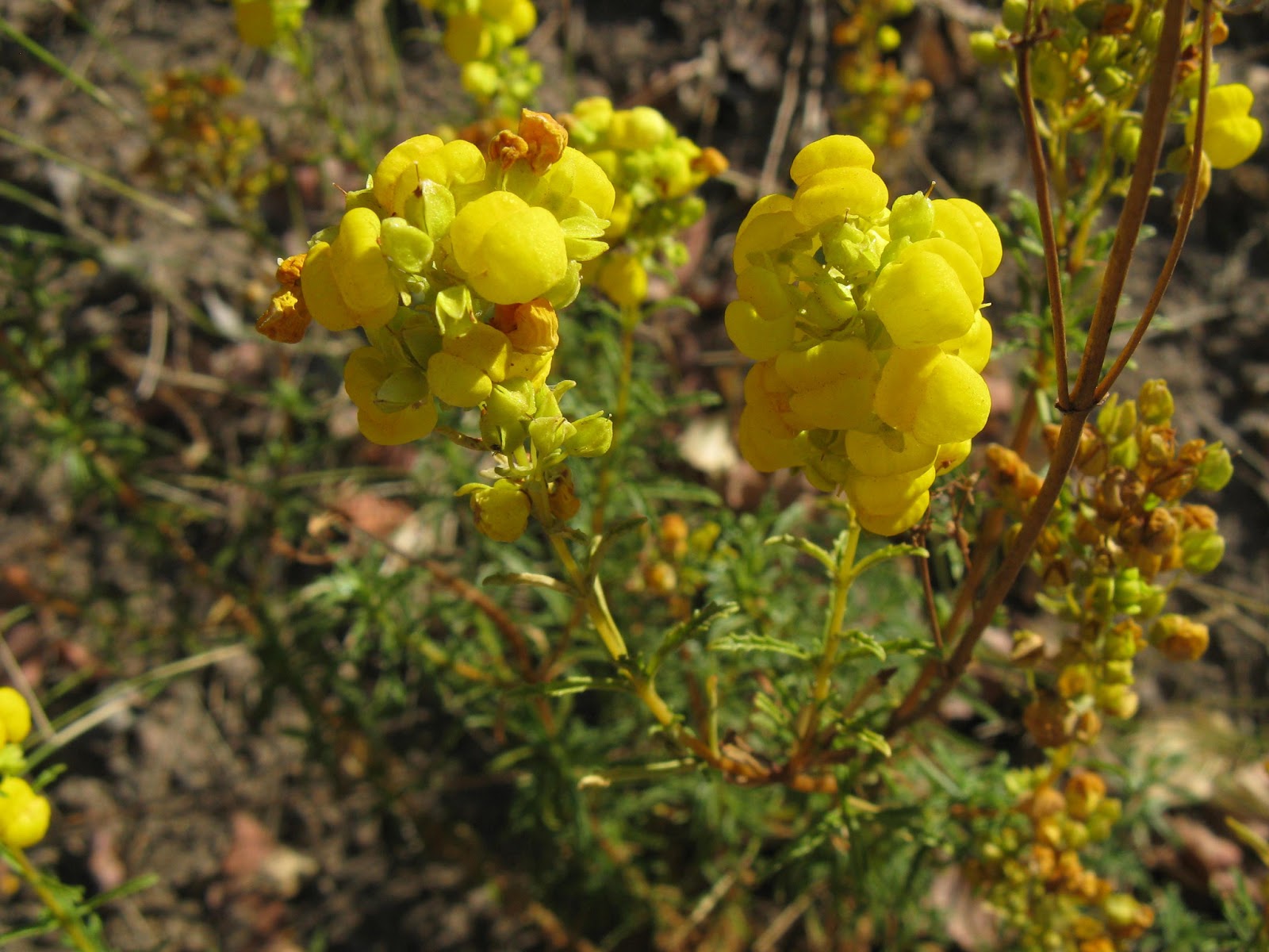 Vida Natural: Hierba dulce / Palo dulce