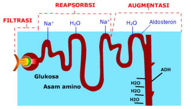 44+ Hasil dari augmentasi pada proses pembentukan urine pada nefron ginjal adalah information