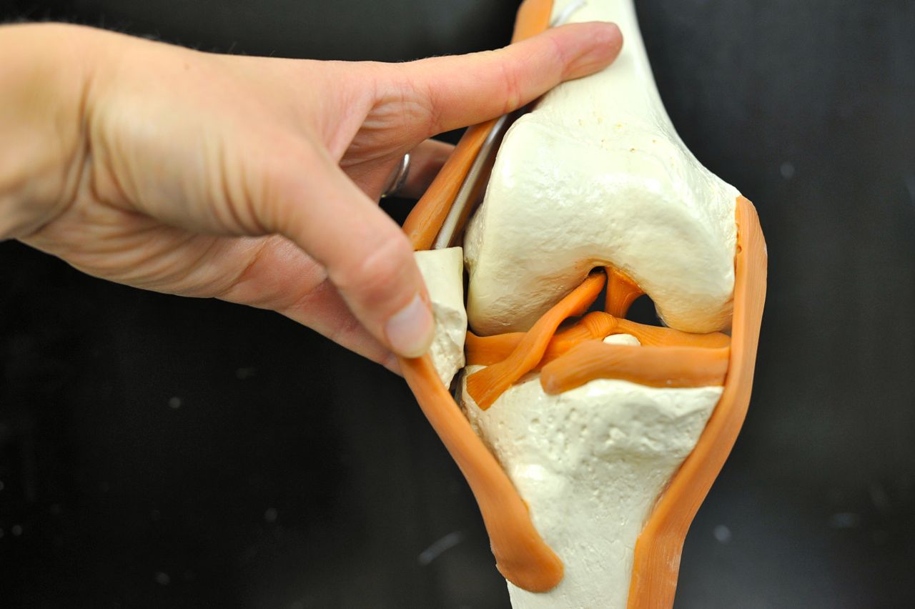 Human Anatomy Lab: Knee Joint Model