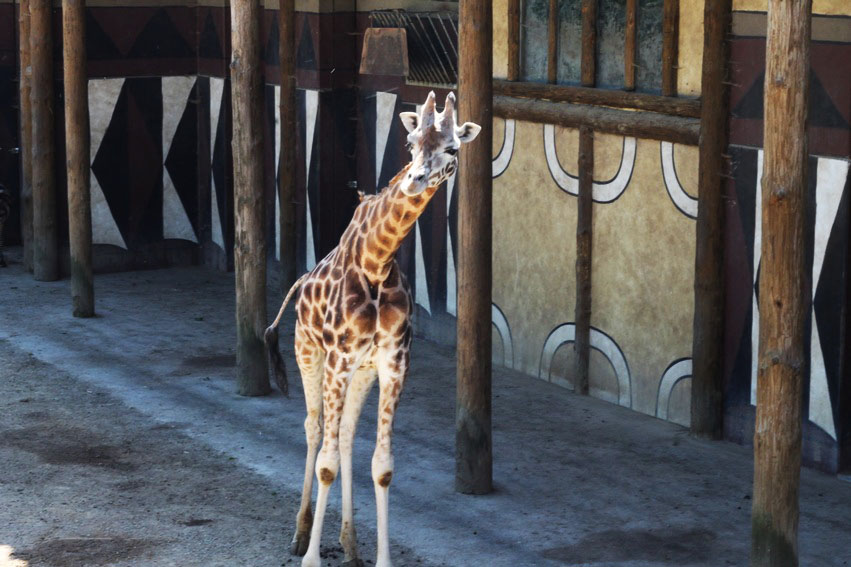 bellewaerde-parc-attraction-belgique-girafe bellewaerde-parc-attraction-belgique-girafe