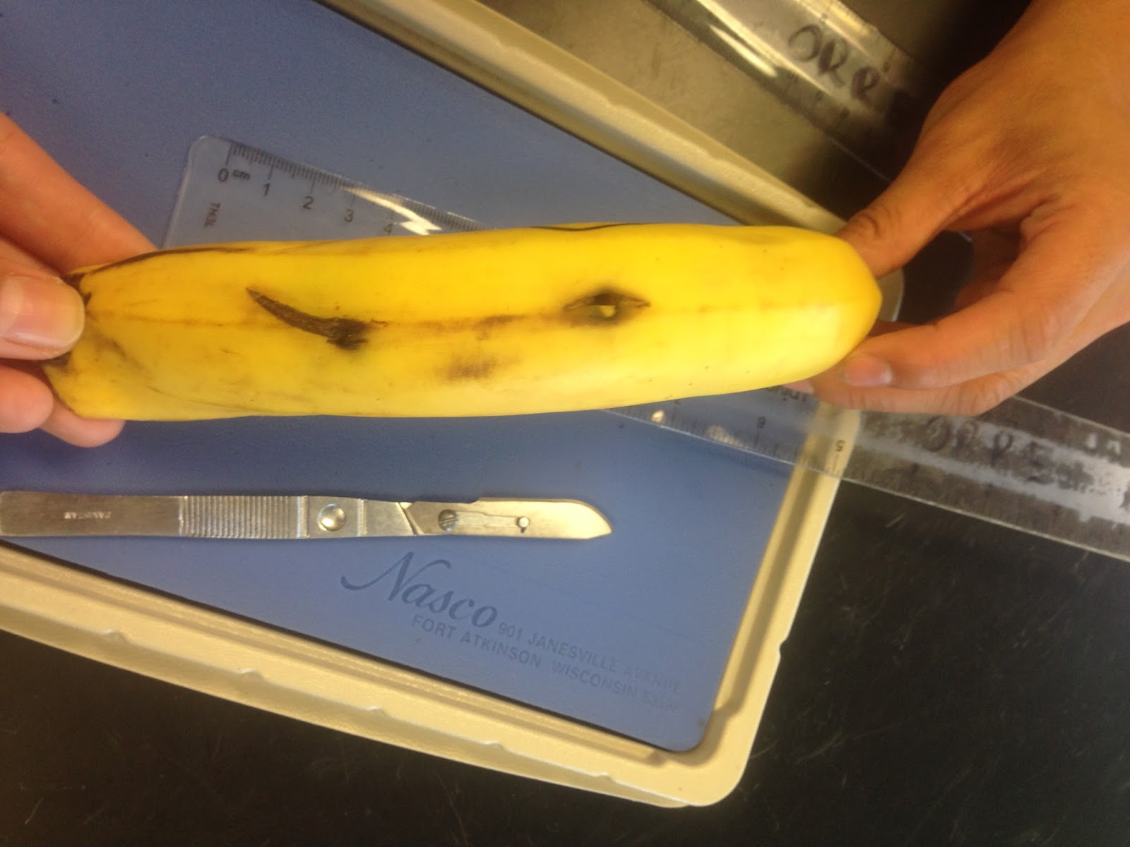 Sofia's Anatomy Physiology Blog Hana the Banana Lab