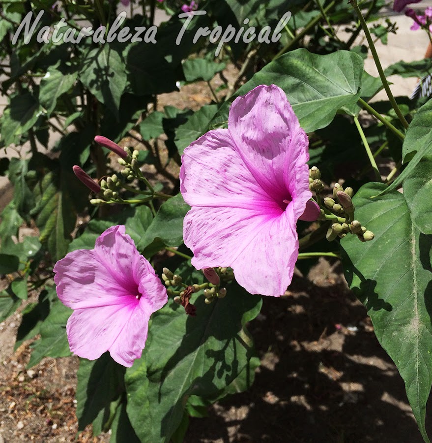 Vista lateral de las flores de la Campanita Morada, Ipomoea carnea