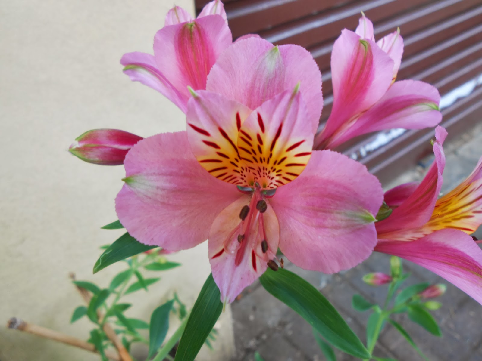 Urban Garden and Backyard Farming, South Africa The Joys of Summer