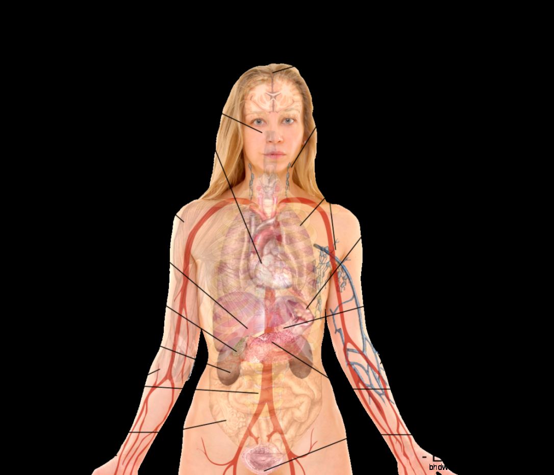 Female Human Body Anatomy Diagram