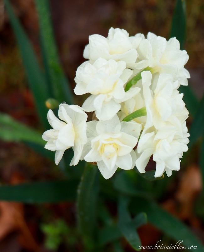 erlicheer-narcissus-double-white-fragrant-bulb