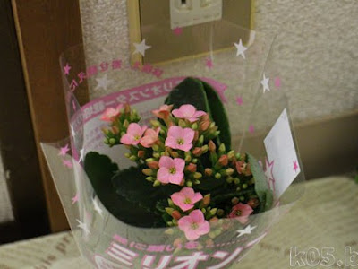 [最も欲しかった] ミリオン スター 花 353826-ミリオン��ター 花言葉