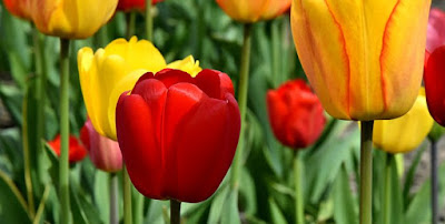 manfaat-bunga-tulip-bagi-kesehatan,www.healthnote25.com