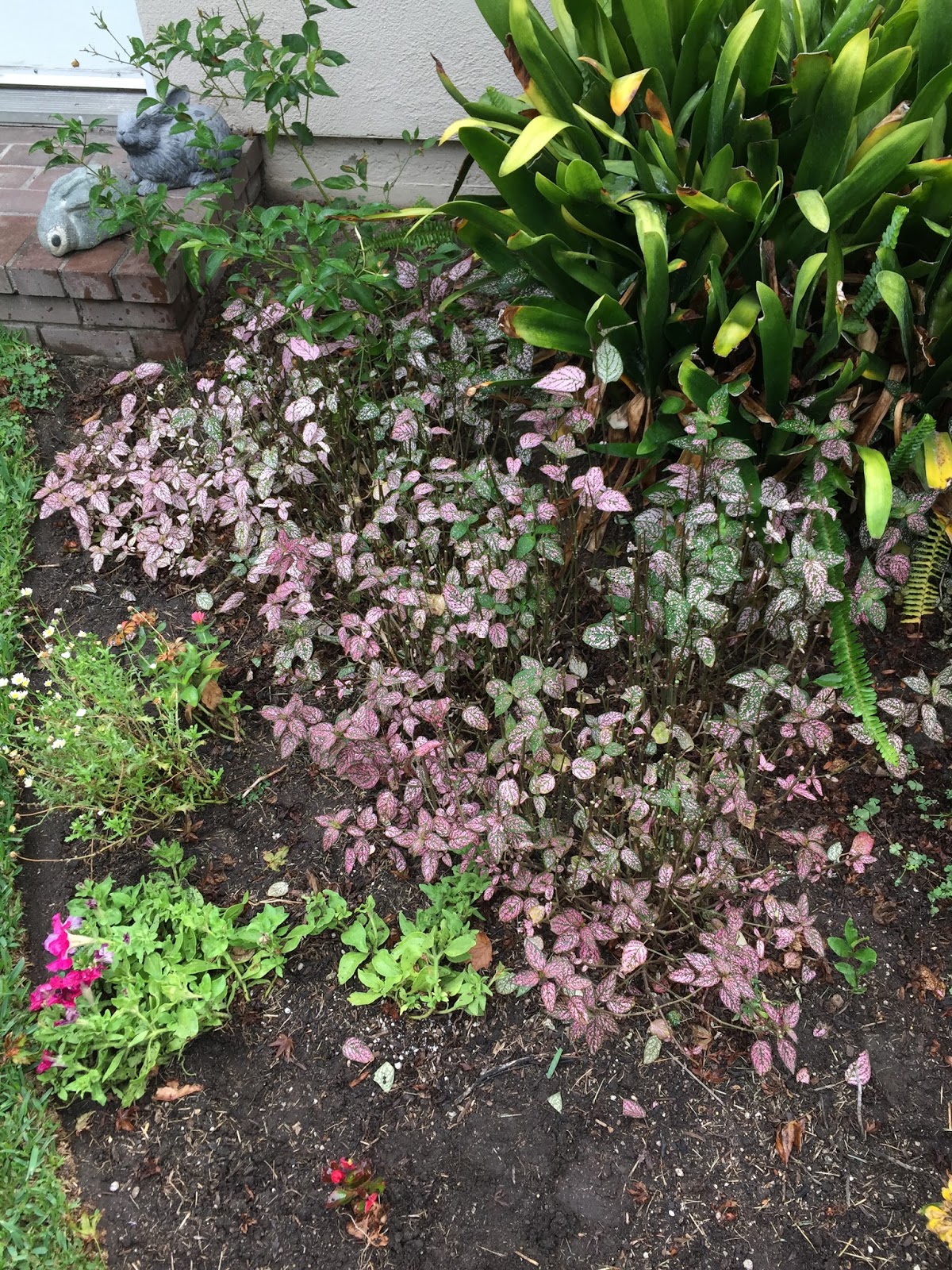 Aprille's SoCal Gardening Pink Polka Dot Plant