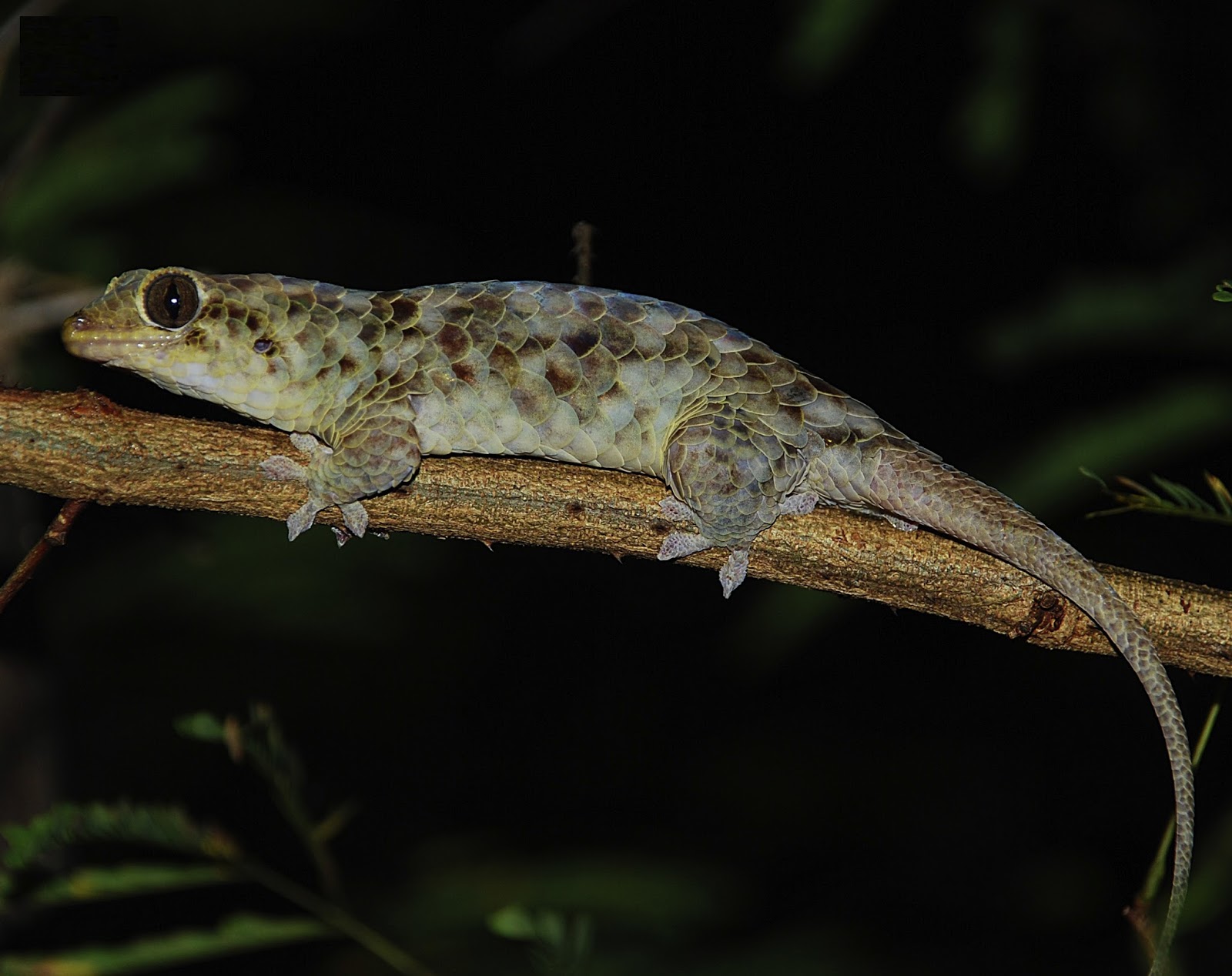 Species New to Science [Herpetology • 2017] Geckolepis megalepis • Off