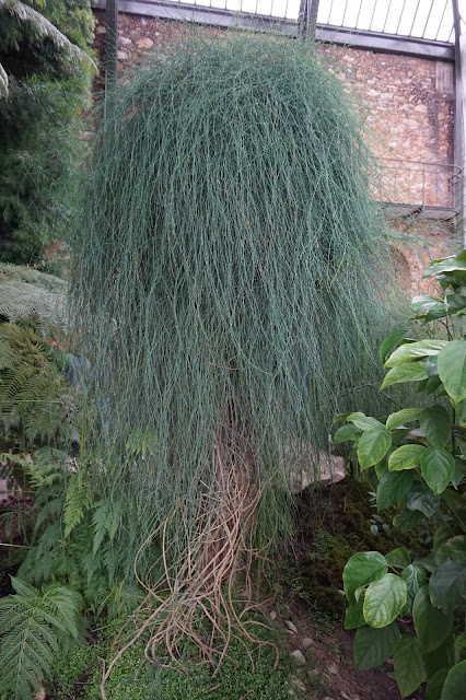 Jardin des Plantes - Serre de l'Histoire des plantes