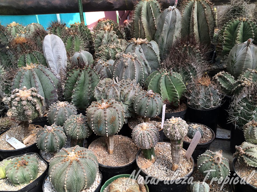Vista de una colección especializada en cactus del género Astrophytum