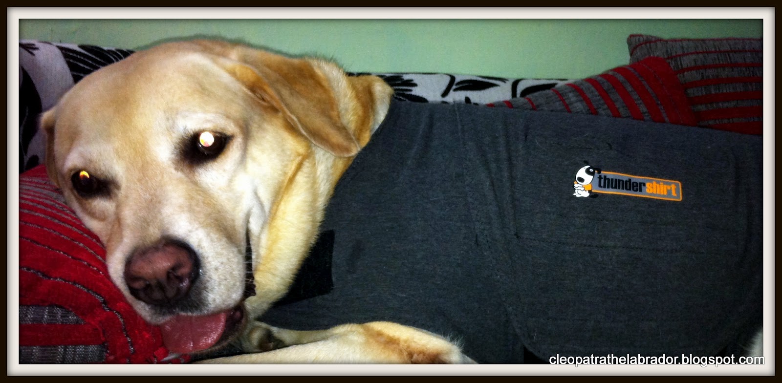 Thunderdogs Malaysia THE THUNDERSHIRT? WHAT IS IT FOR? AND HOW DOES IT