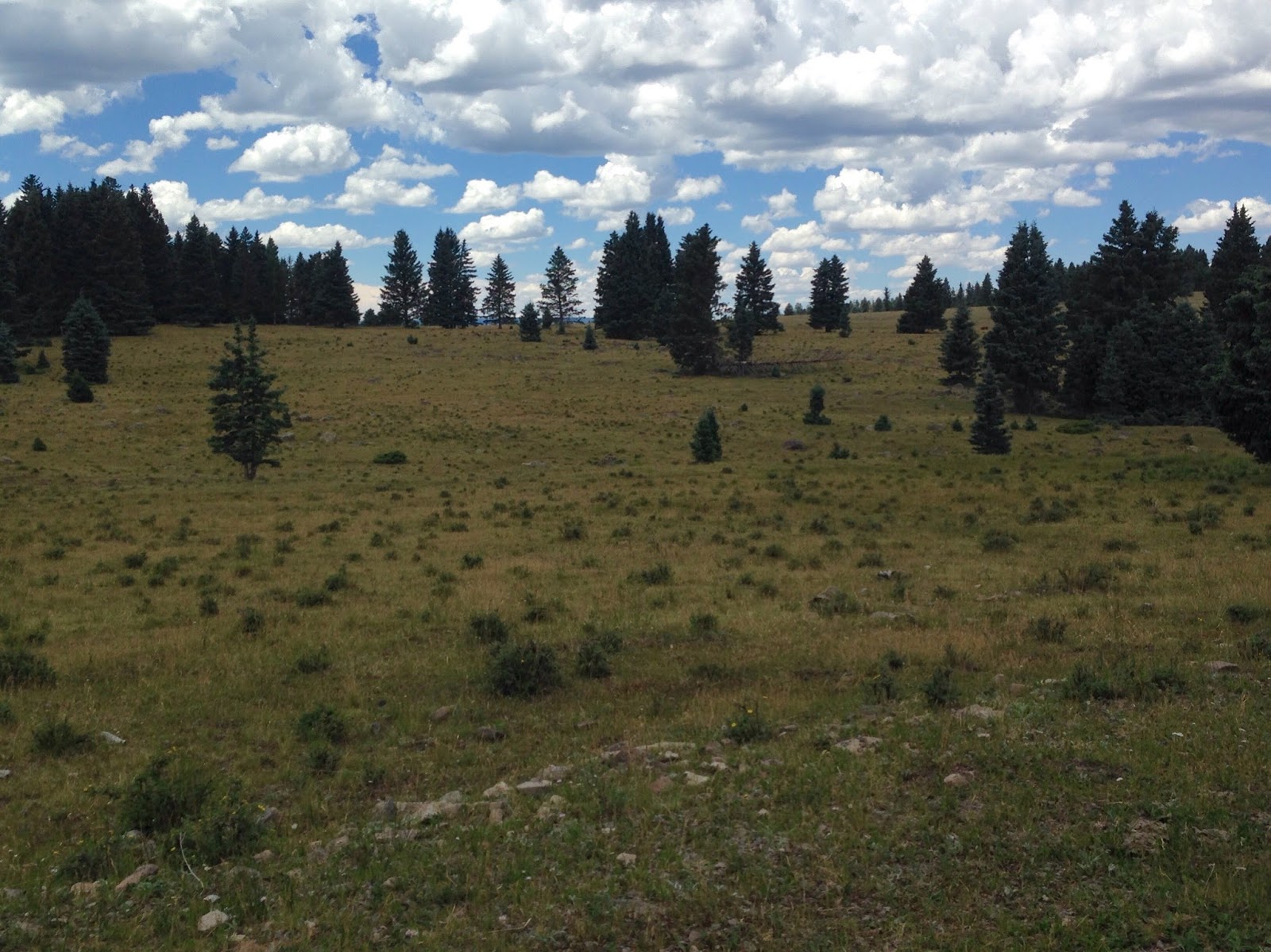 Southern New Mexico Explorer Forest Roads 100,99 Santa Fe National