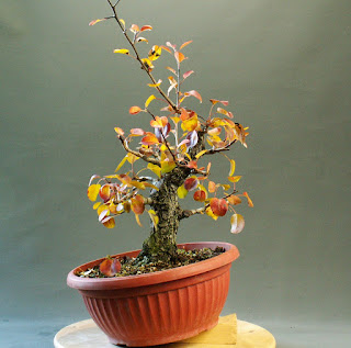 yamadori_pyrus_pear_hruška_bonsai_autumn