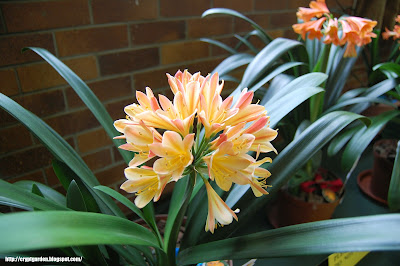 Clivia