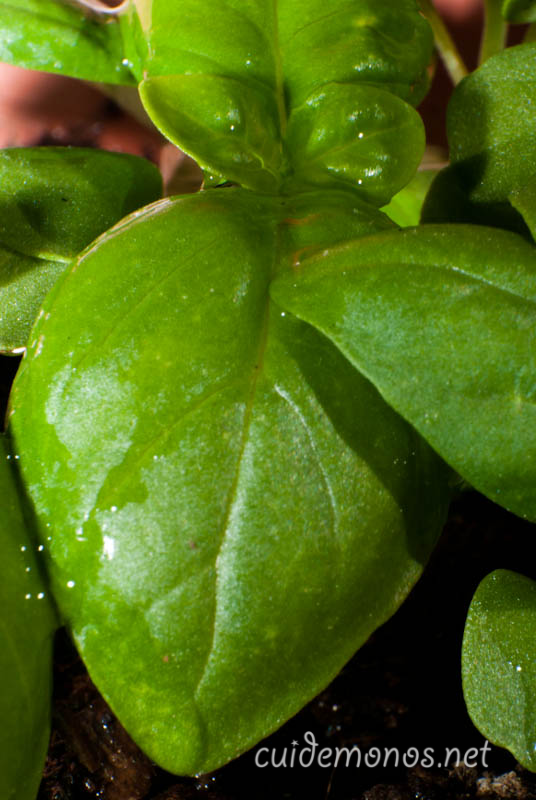 como hacer un macetohuerto